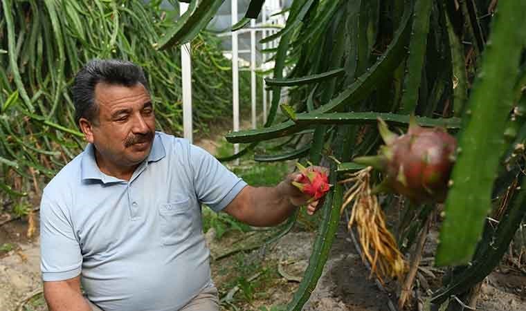 5 dönüm alanda üretime başladı: İlk hasatta 3 ton ürün