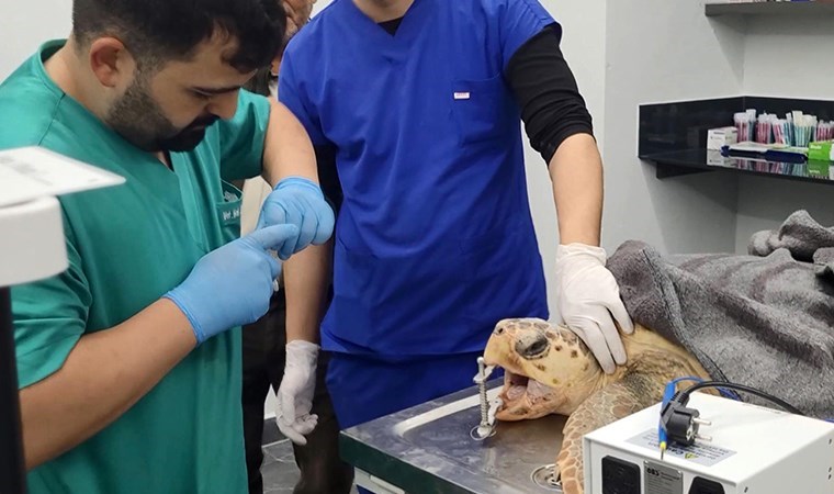 Ağzı balık iğnesi ile parçalanan caretta caretta tedavi edildi