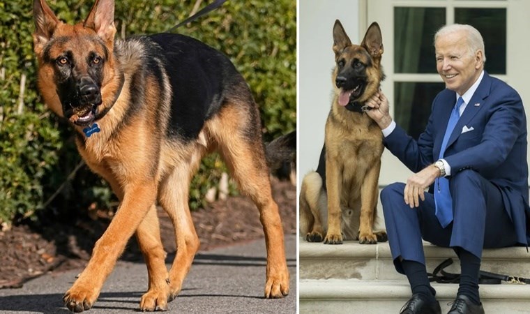 Biden'ın köpeğine ilişkin belgeler paylaşıldı: '24 Gizli Servis personelini ısırdı'