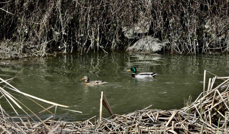 Samsun'un doğa hazinesi: 160 bin su kuşuna yuva oldu