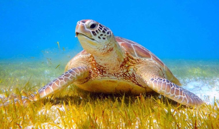 Caretta carettalar için gönüllü aranıyor