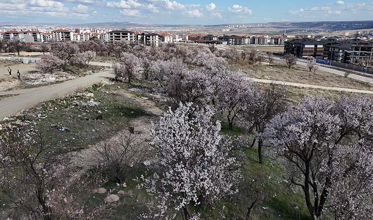 Erken çiçek açan ağaçların görüntüsü mest etti