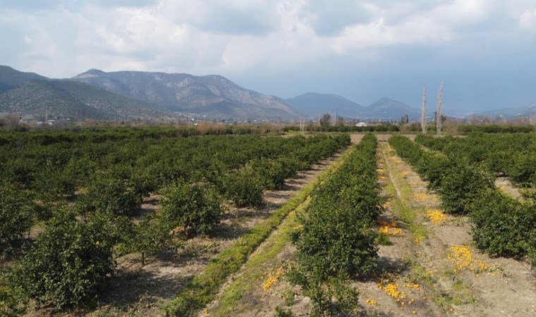 Fiyatının 1 liraya düşmesi de işe yaramadı: Kozan'da ürünler dalında kaldı!