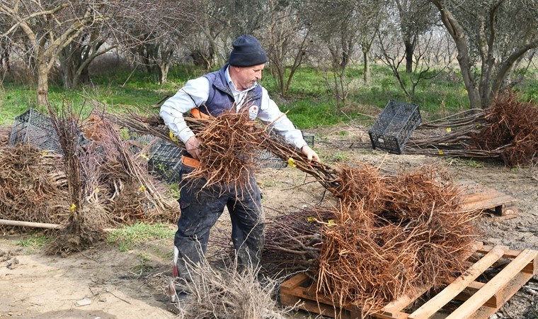 Çanakkale'den Tacikistan'a ihraç edildi: 50 bin adet...