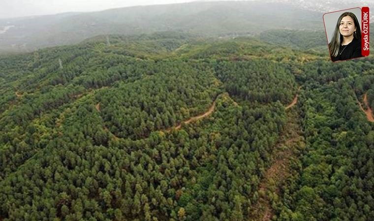 Bakanlık onay verirse Muğla, Aydın ve Edirne’de bınlerce ağaç kesilecek