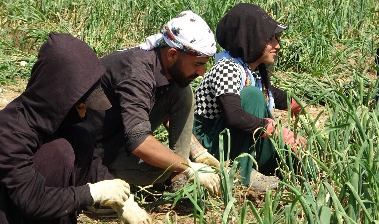 Kozan'da ilk kez ekildi! Hasadı erken başladı: Tarlada kilosu 17 TL