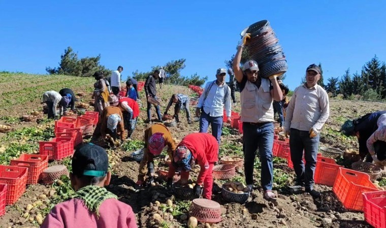 Datça'da turfanda hasat başladı: Dönümde 5 ton ürün