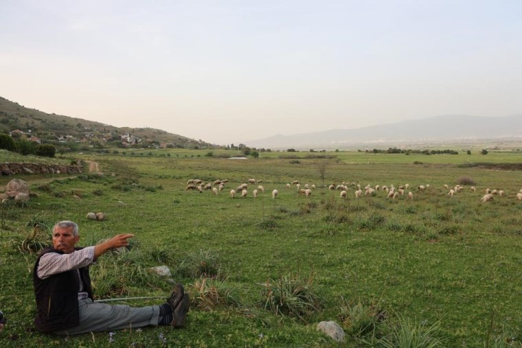 Bahar ayları ile birlikte yol kenarları meraya döndü