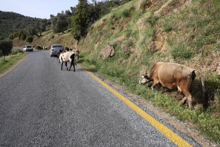 Bahar ayları ile birlikte yol kenarları meraya döndü