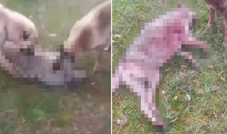 Erzincan’da vahşet… Kurdu köpeklerine boğdurdu: Gözaltına alındı