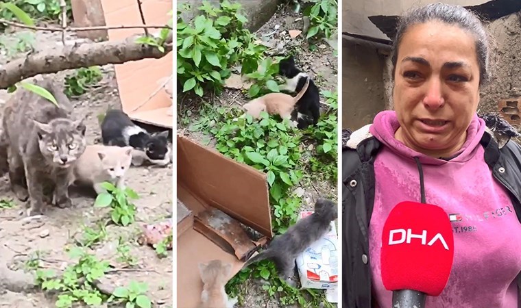 Vahşetin adresi: Sultangazi... Mahallelinin baktığı 3 yavru kedi öldürülmüş halde bulundu