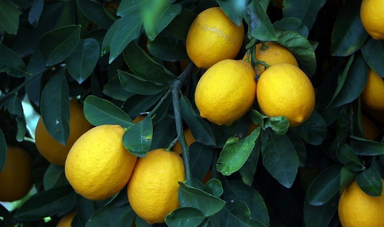 Limonun bilinmeyen sırrı! Uykusuz gecelerin ilacı oluyor