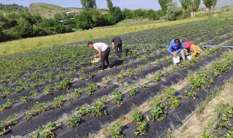 Batman'da yılın ilk hasadı başladı: Kilosu 50 liradan, kasası 150 liradan satılıyor...