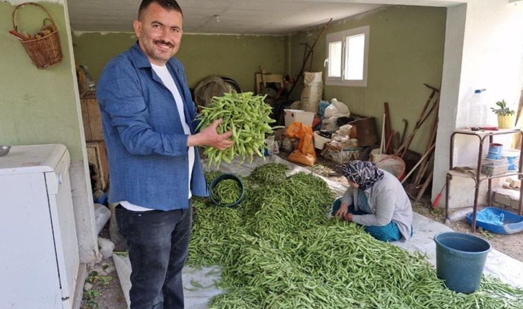 Hatay'da hasat başladı: Tarlada kilosu 100 TL