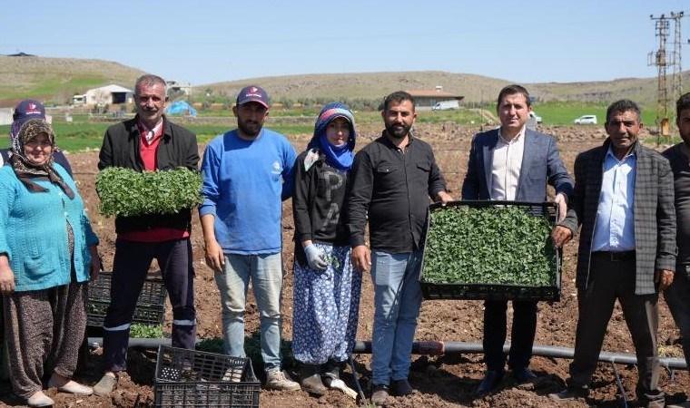 Kilis'in bereketli topraklarında ekim başladı: 1 dekarda 15 ton rekolte bekleniyor