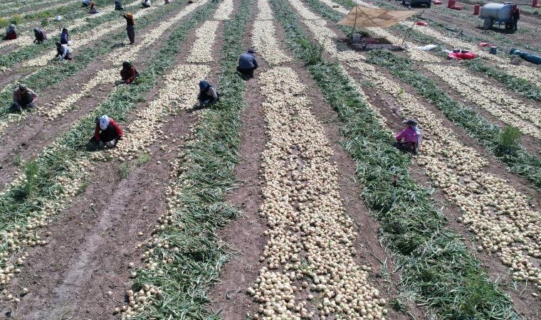 Adana’da turfanda hasat başladı: Tarlada kilosu 20 TL