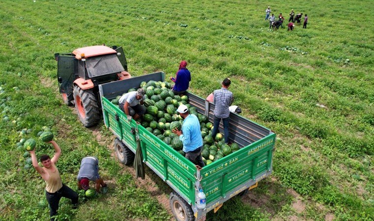 Adana’da hasat başladı: 700 bin ton rekolte bekleniyor