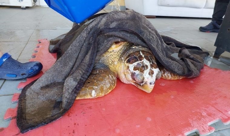 Fırtınadan sürüklenen caretta carettayı itfaiye ekipleri kurtardı