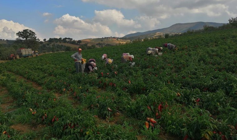 Erzincanlı çiftçilerin yeni favorisi: 800 bin adet dikildi