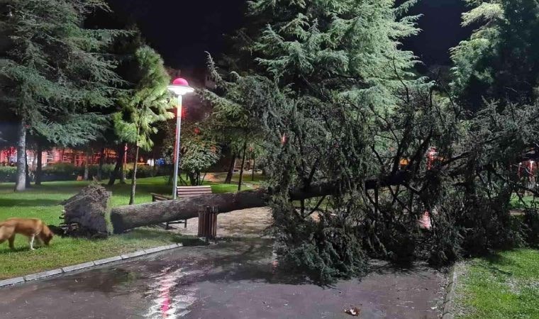 Malatya’da 15 dakikalık fırtına ağaçları devirdi