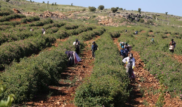 Mardin'de hasat başladı! Berdan Mardini'nin fabrikasında işlenecekler! 60 dönümde başlamışlardı şimdi 600 dönümde üretiyorlar