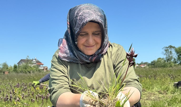 Özel izin ile yetiştiriliyor! 200 metrekare alanda üretim yaparak 1 yıl geçinecek para kazanıyorlar