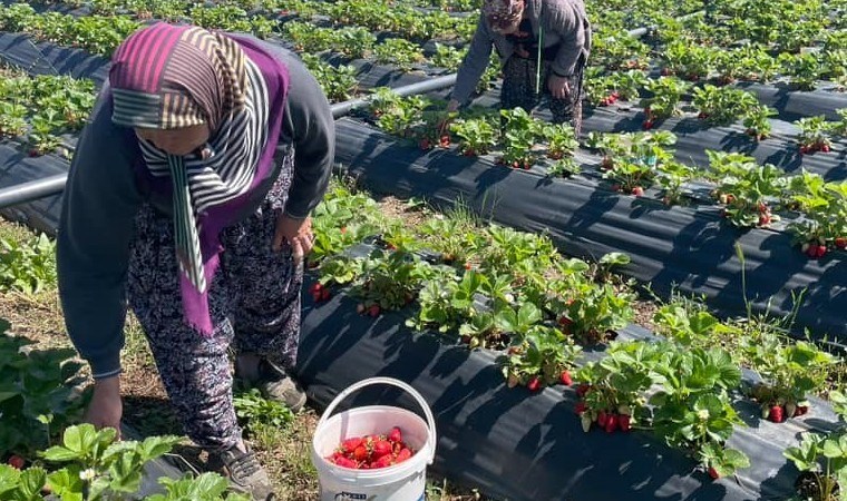 Beyşehir’de hasat mesaisi başladı