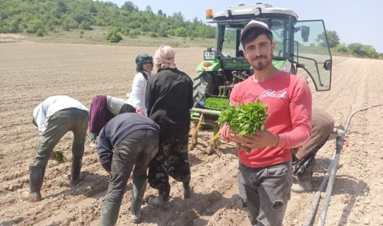 Yeşil altın fideleri toprakla buluştu! 2 ay sonra hasat edilecekler...