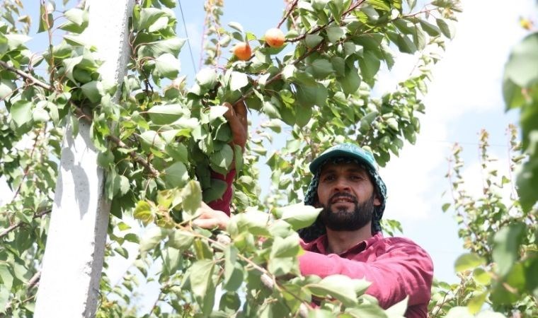 Deprem bölgesi Hatay'da hasat başladı: Tarlada 20 TL'ye satılıyor