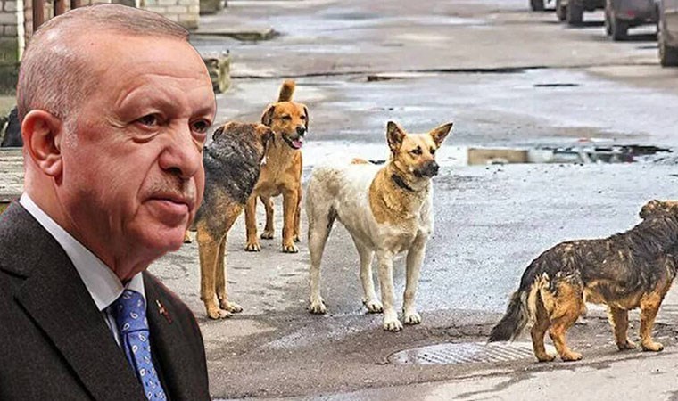 Sokak Hayvanları' için 4 Bakanlığın hazırladığı çalışma AKP'ye sunuldu 'Uyutulma'