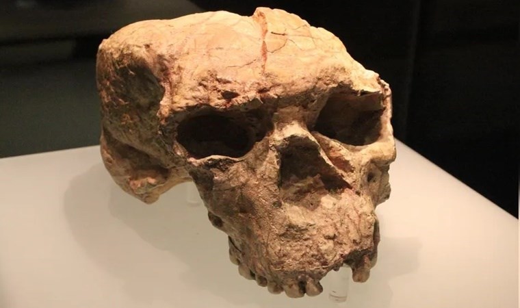 1 milyon yıllık kafatasının gizemi çözüldü 'Ejderha adam' fenomeni nedir