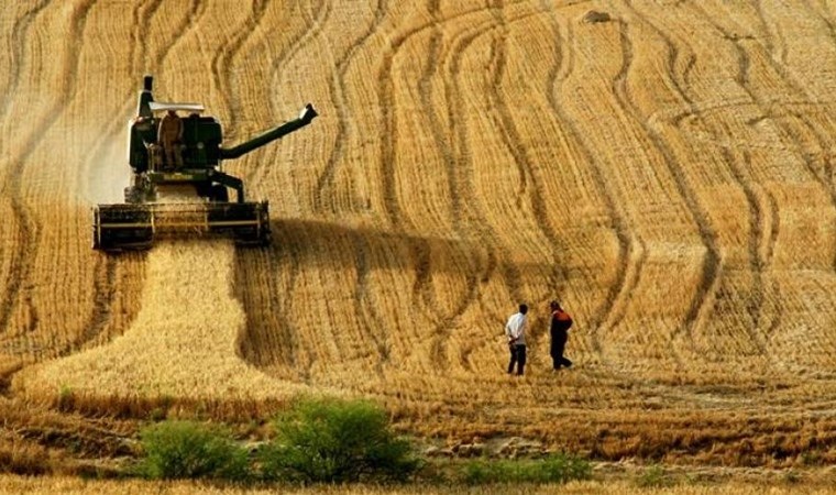 TÜİK 2024'te tahıl üretiminde düşüş bekleniyor
