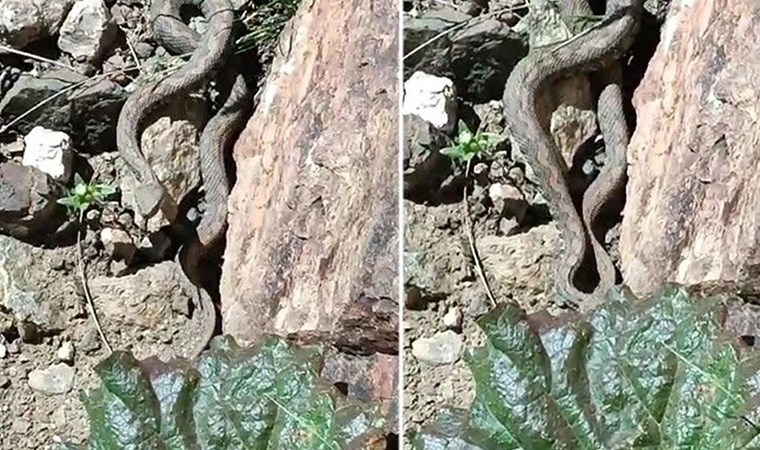 Türkiye'nin en zehirli yılanı o ilde ilk kez görüntülendi