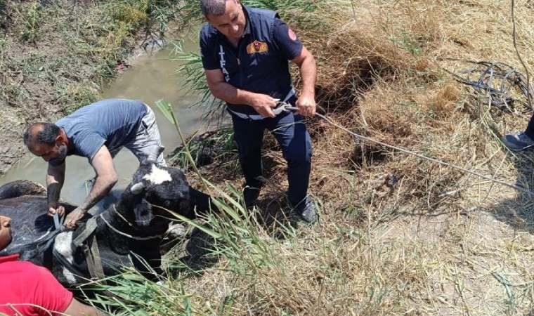 Sulama kanalında düşen ineği itfaiye kurtardı