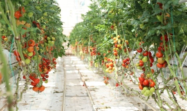 Sivas'tan İtalya'ya gönderiliyor: Enerjiden üretilen ısı domatese dönüşüyor