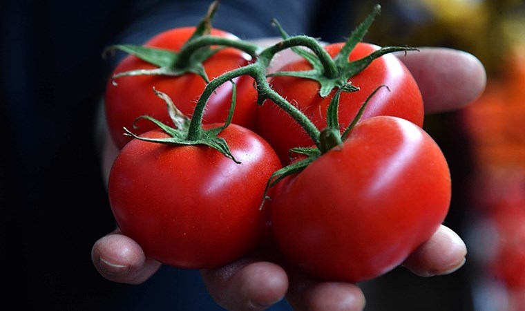 Antalya Hali'nin halleri: Domatesin fiyatı nasıl belirleniyor?