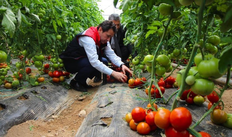 Amasya'da hasat başladı: 100 bin ton rekolte bekleniyor