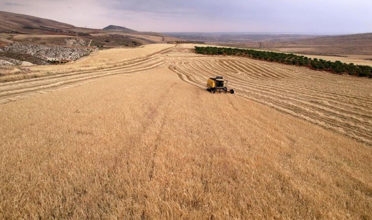 Adıyaman’da hasat geç başladı: Yüksek verim bekleniyor!