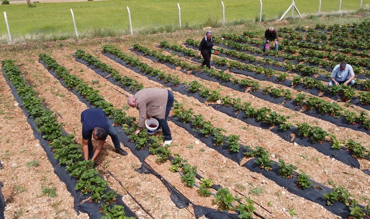 Bursa'daki işini bırakıp köyüne döndü: Yılda 65 ton üretim yapıyor...