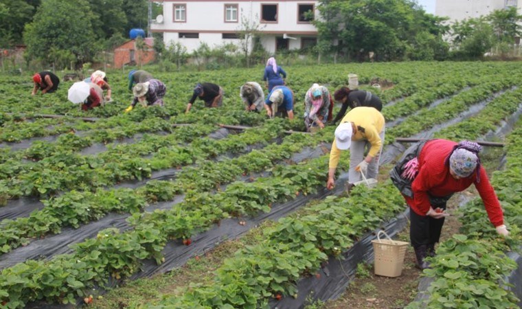 Ek gelir olarak başlandı! Yıllık bin 400 ton rekolte bekleniyor...