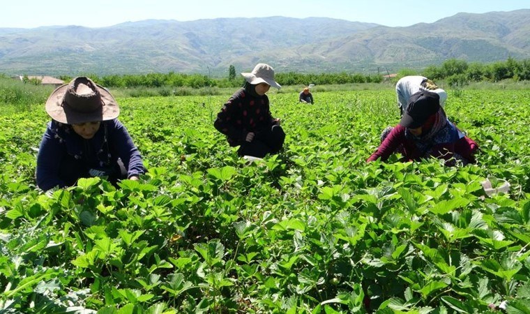 Malatya’da 'kırmızı elmas’ hasadı başladı! Yılda 7 kez toplanıyor....