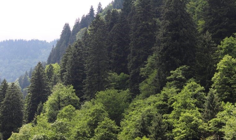 Zonguldak'ta kayıp çocuk ormanlık alanda uyurken bulundu