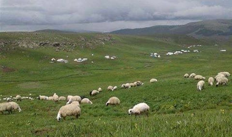 100 bin lira maaşla çalıştıracak çoban bulamıyorlar