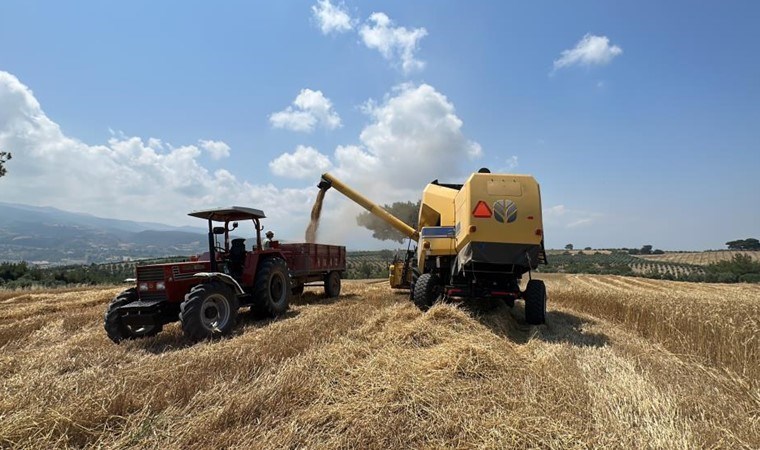 Baharda ekilmişti! Hatay'da hasat başladı...