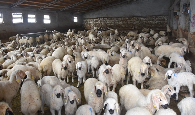 40 bin TL maaşla çoban bulamayan köylüler hayvanlarını satıyor