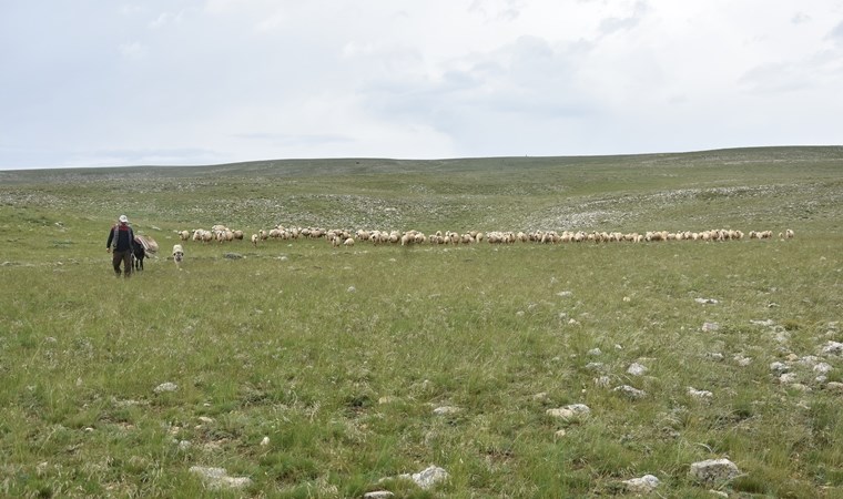 40 bin TL maaşla çoban bulamayan köylüler hayvanlarını satıyor