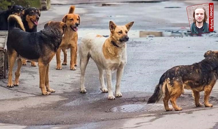 Barınaktan hayvanları taşıyan şüphelilerden ifade: 'Köpekleri belediye verdi'