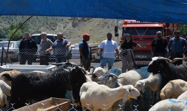 Yurttaşlar hayvanları izlemekle yetiniyor