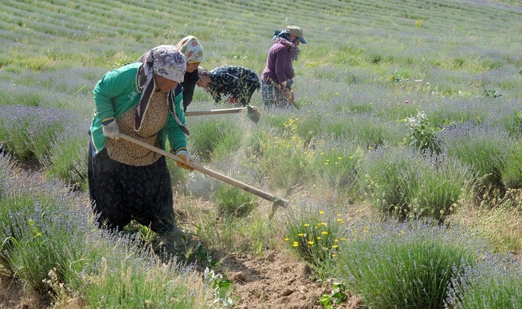 Istranca Dağları eteklerinde yetiştiriliyor, turizme katkı sağlıyor!