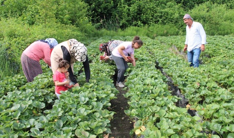 Müşteriler kendi hasat ediyor: 30-40 ton rekolte bekleniyor